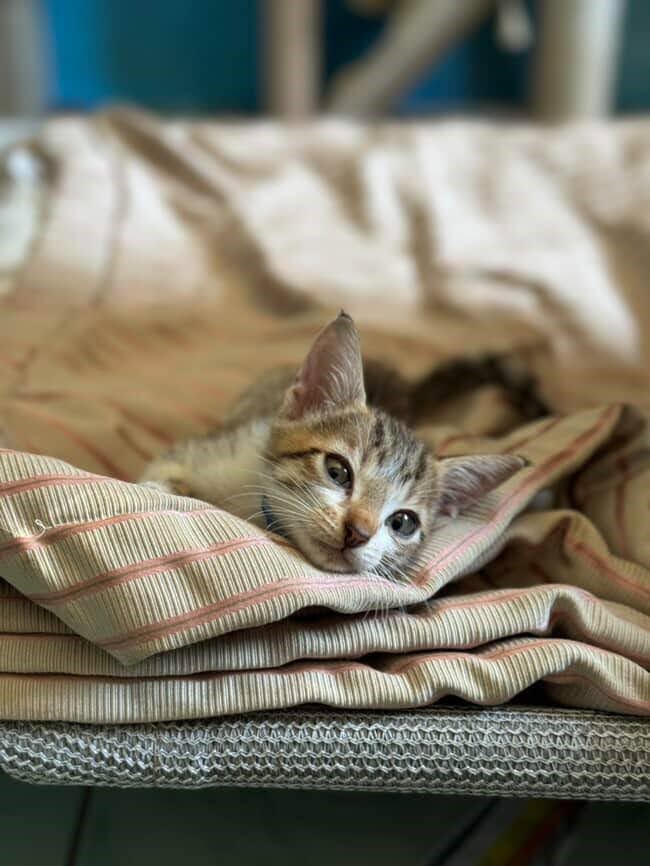 How to Feed Your Cat