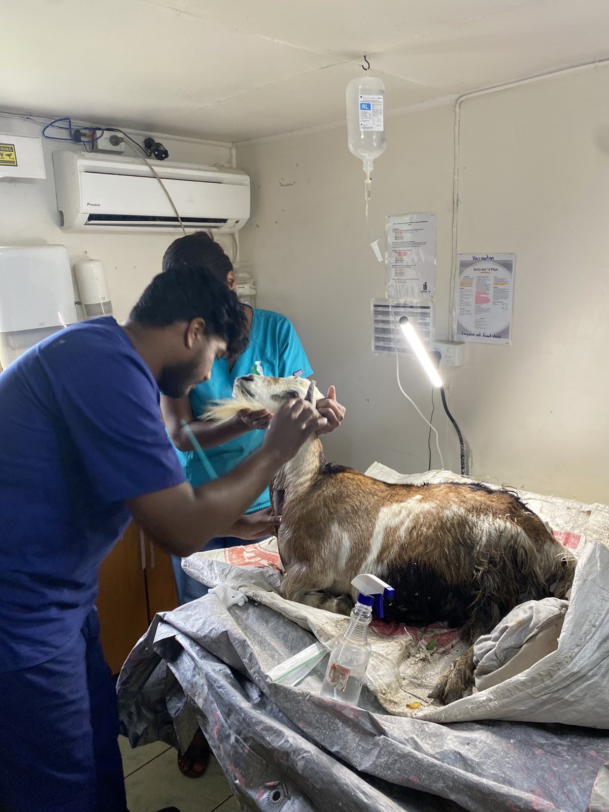 Animals Fiji Protects Animals