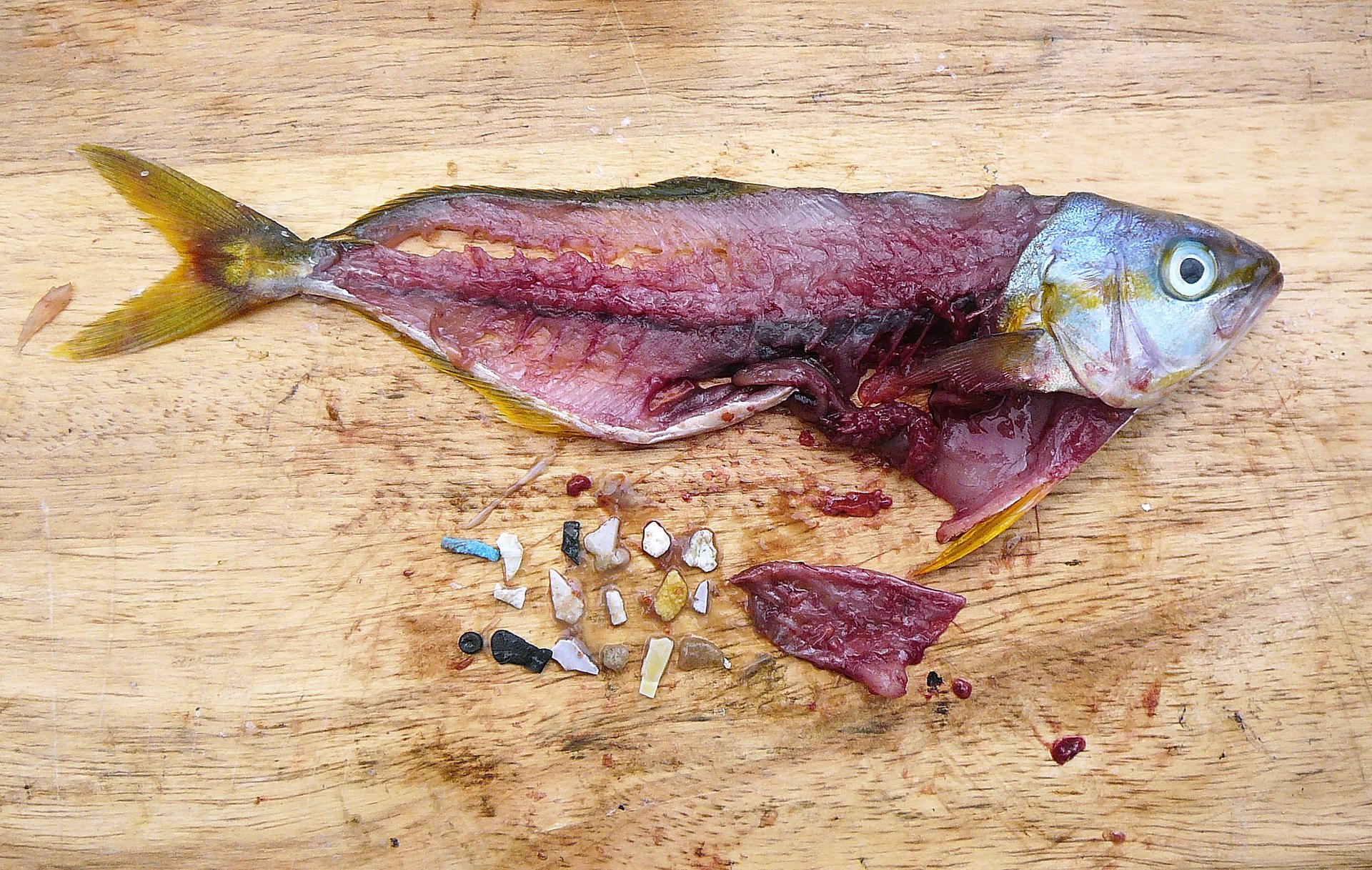 Fish with Plastic Found