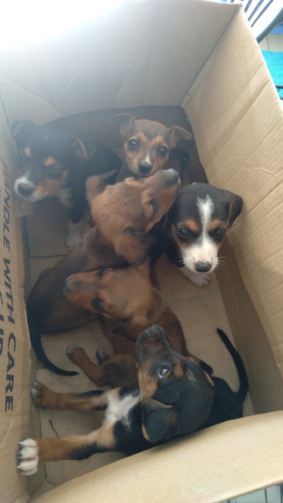 Adopt from a Shelter