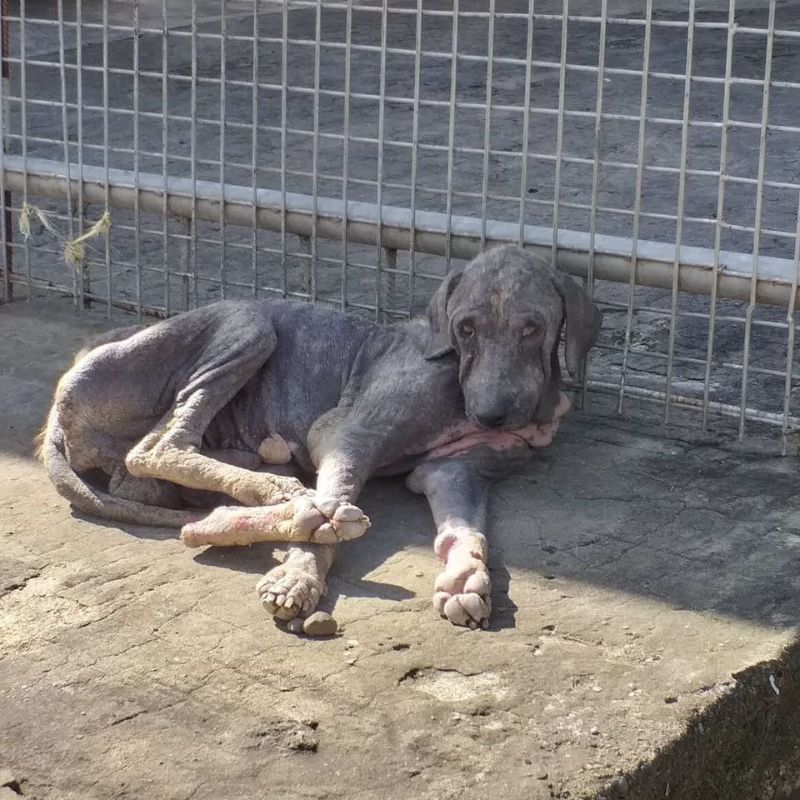 Abandoned Dog in Fiji