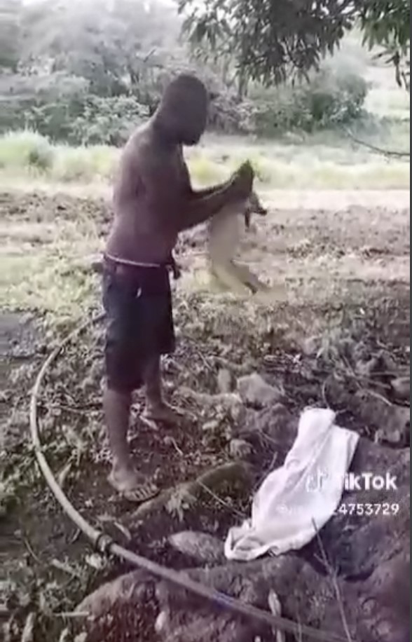 Animal Abuse in Fiji