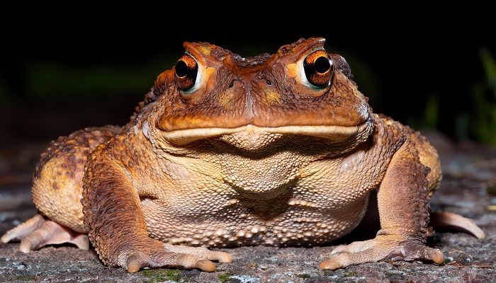 Cane Toad Fiji