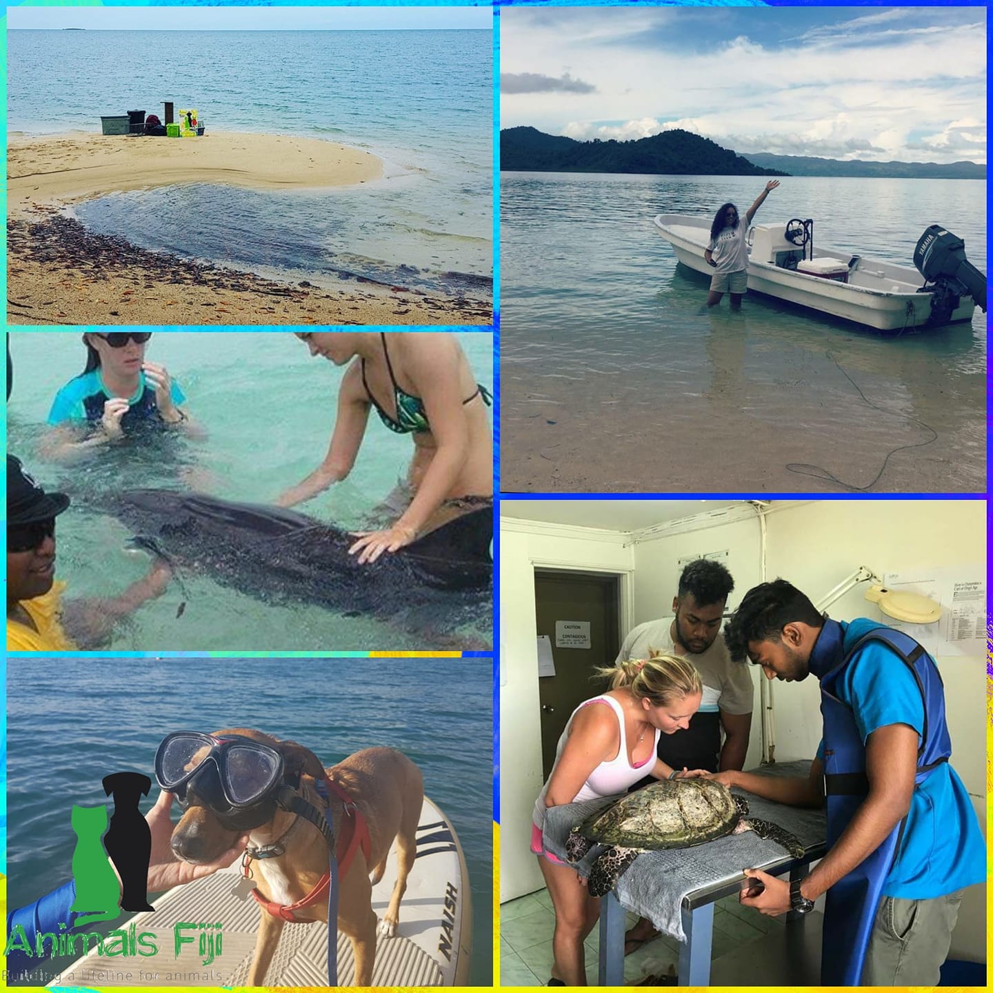 Saving the Turtle in Fiji