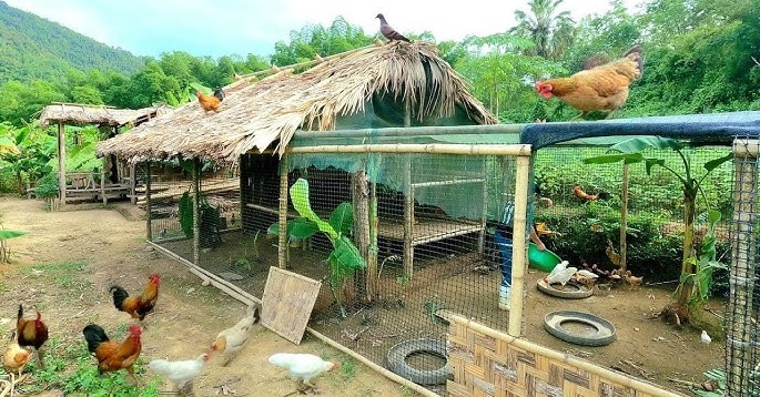 Keeping Chickens Safe and Healthy