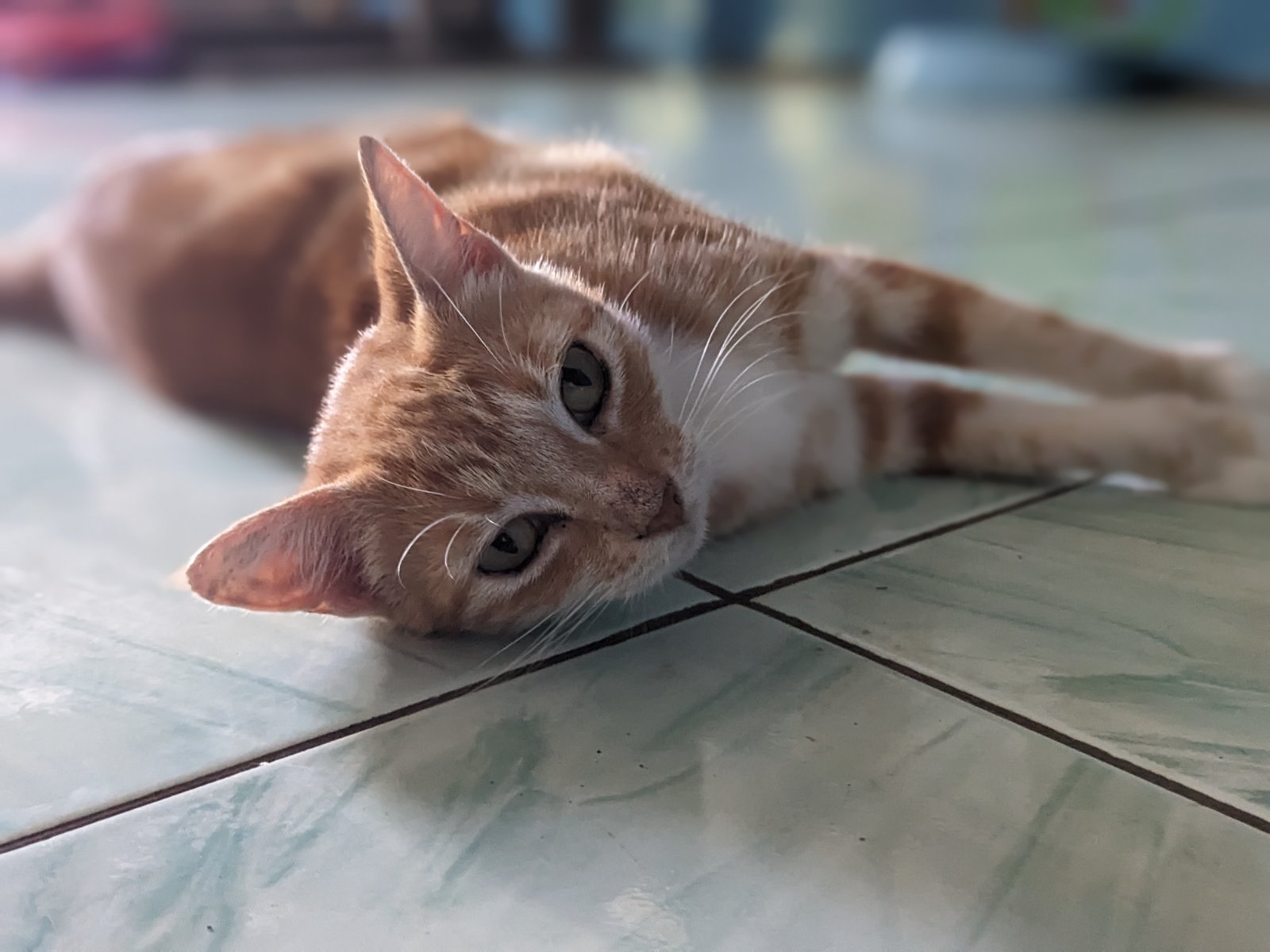 Allowing Pets in Rentals in Fiji