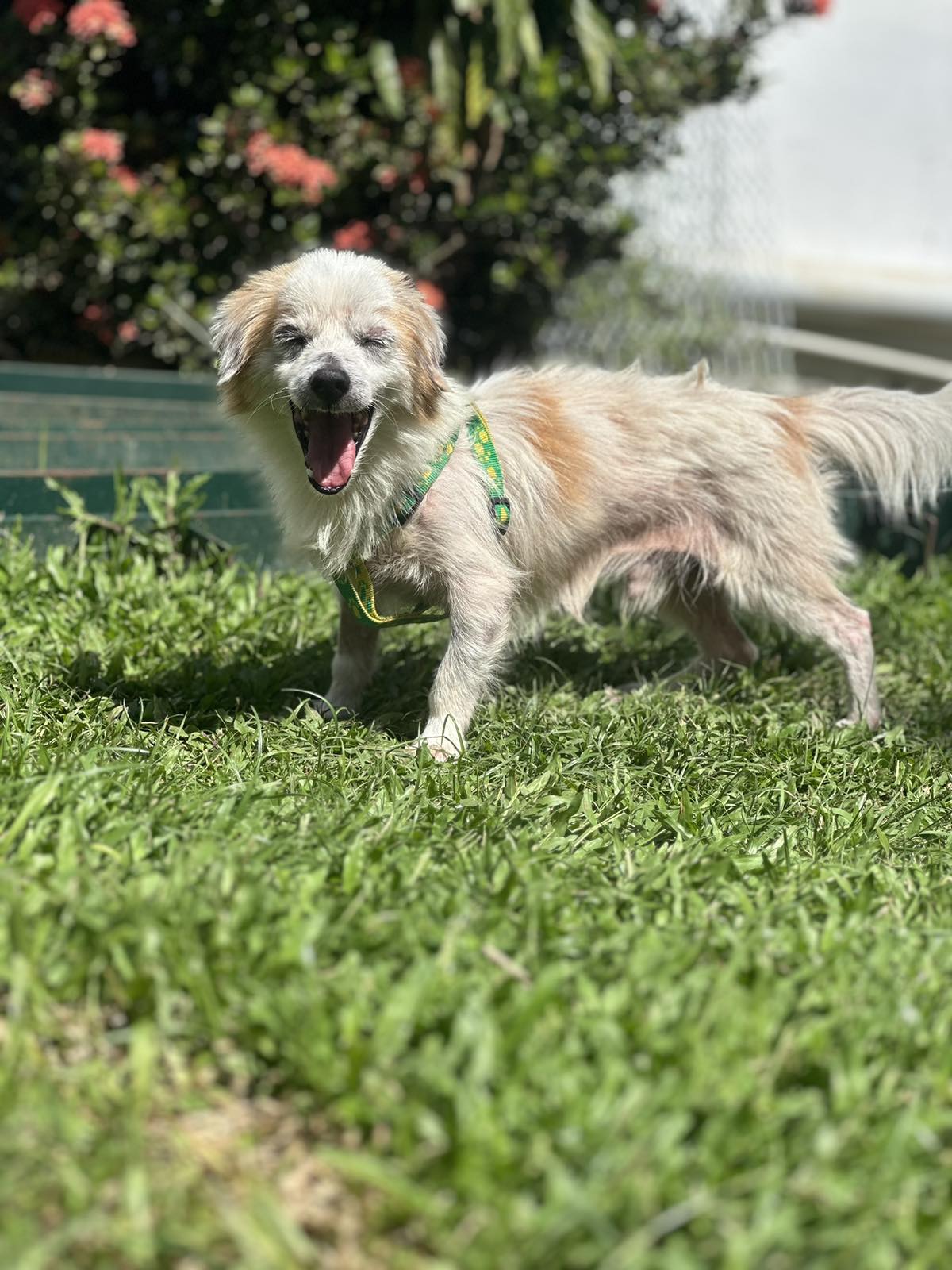 Rescued Dogs in Fiji