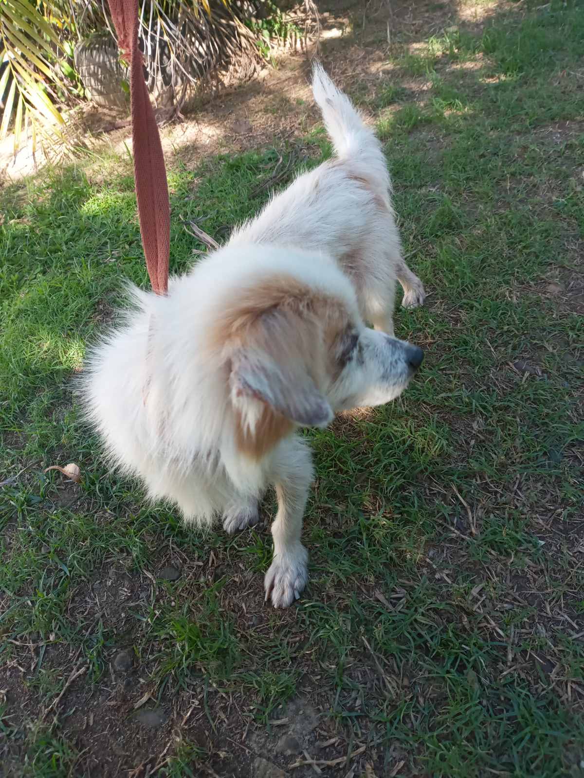 Animal Welfare in Fiji