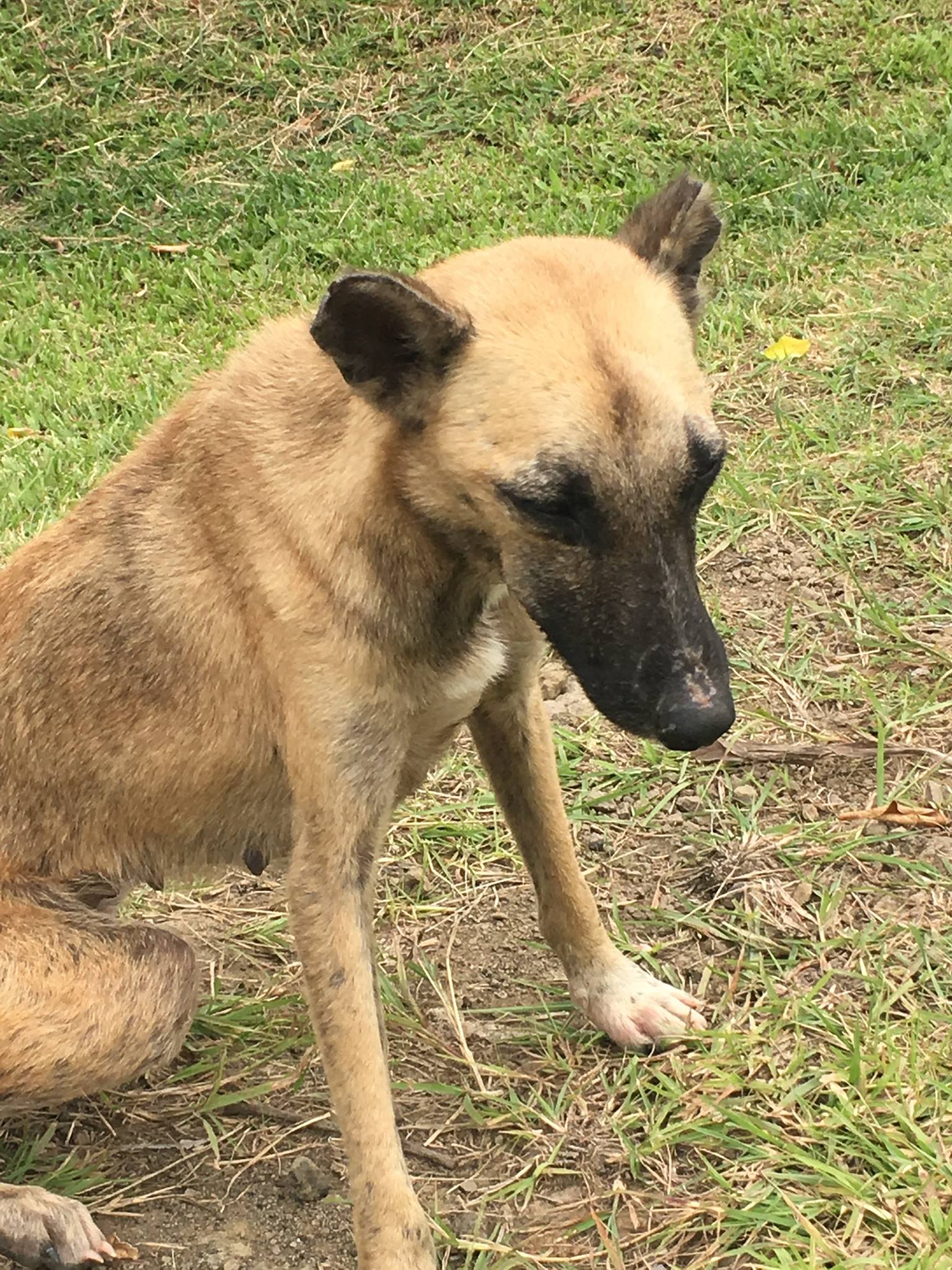 Seeking Proper Veterinary Care