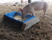 Feeding Pigs