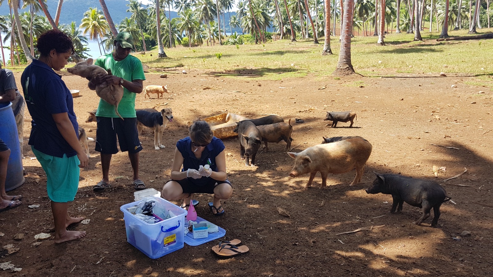 Pig Farm Visit - Animals Fiji