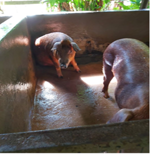 Pig Pen No Food or Water