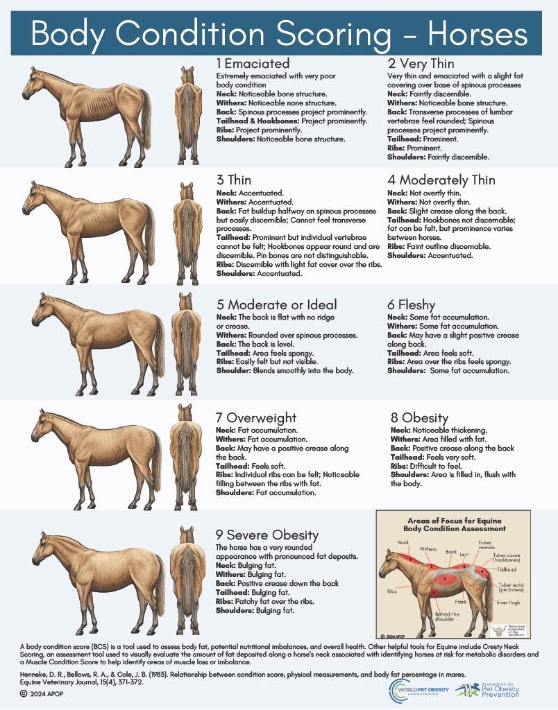 Body Condition Scoring for Horses
