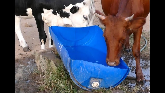 Keep Horses and Cattle Hydrated